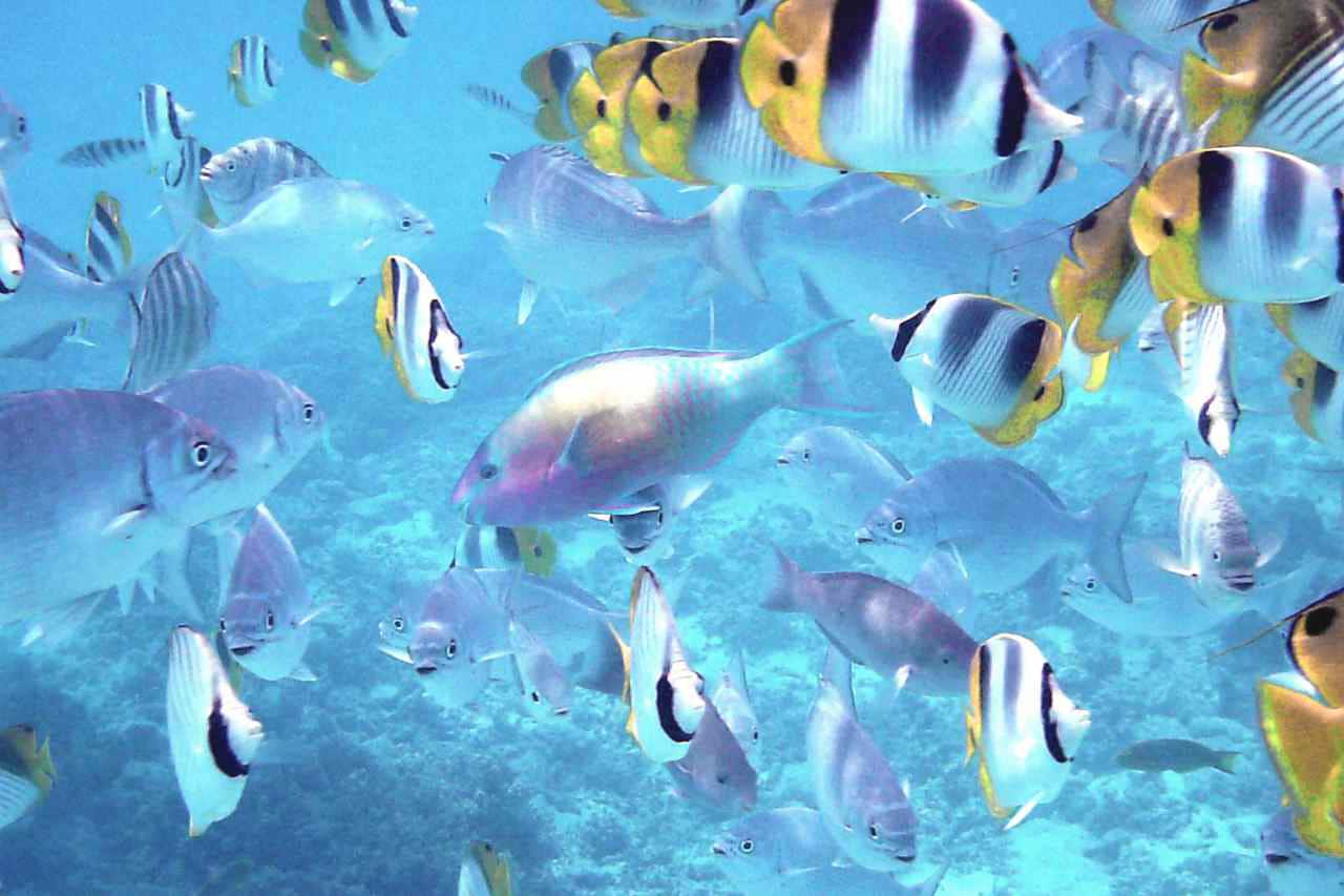 Cook Islands Company Formation 2022 Set Up From 790